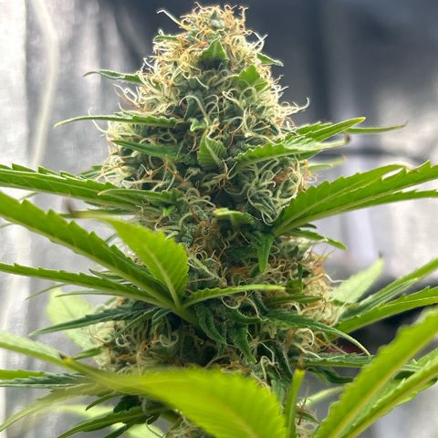 Northern Light Automatic growlog timeline photo