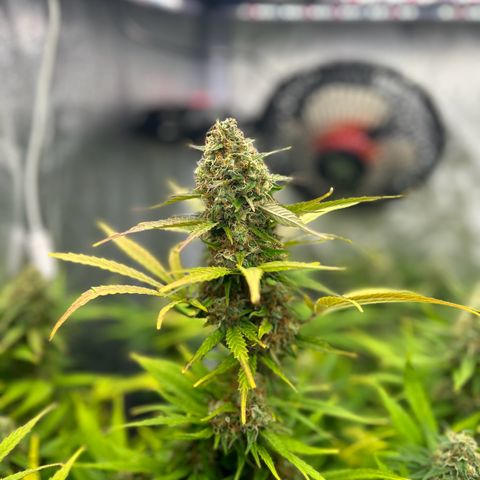 Northern Light Automatic growlog timeline photo