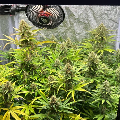 Northern Light Automatic growlog timeline photo