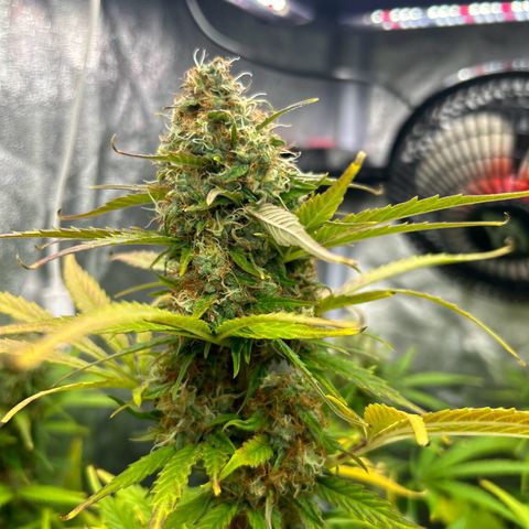 Northern Light Automatic growlog timeline photo