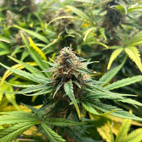 Northern Light Automatic growlog timeline photo