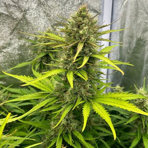 Northern Light Automatic growlog timeline photo