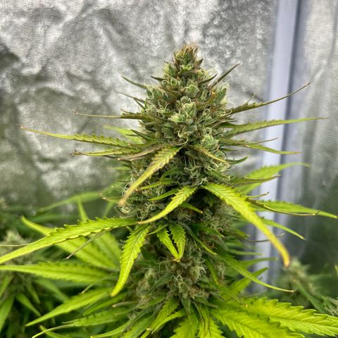 Northern Light Automatic growlog timeline photo