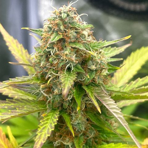 Northern Light Automatic growlog timeline photo