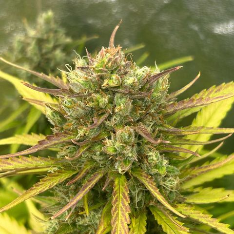 Northern Light Automatic growlog timeline photo