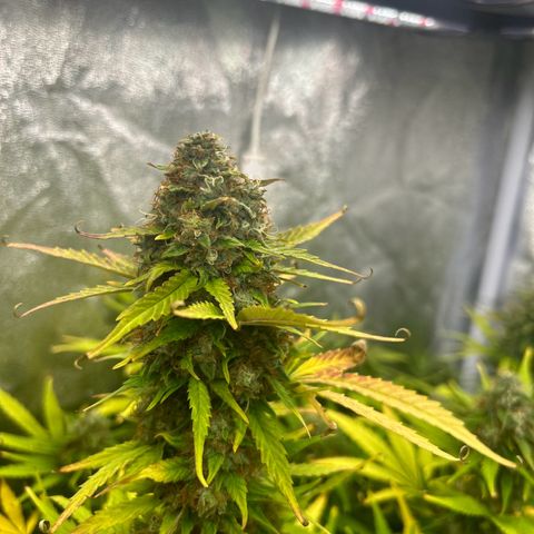 Northern Light Automatic growlog timeline photo