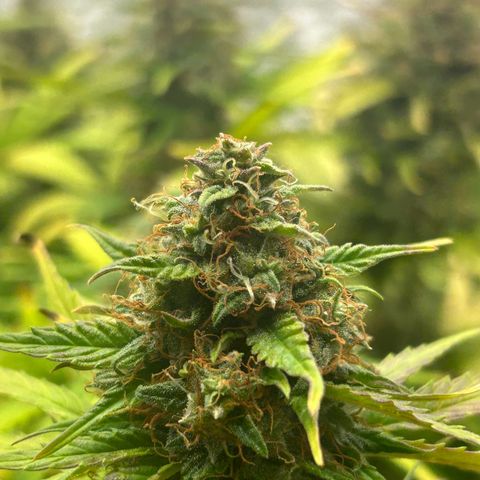 Northern Light Automatic growlog timeline photo