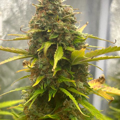Northern Light Automatic growlog timeline photo