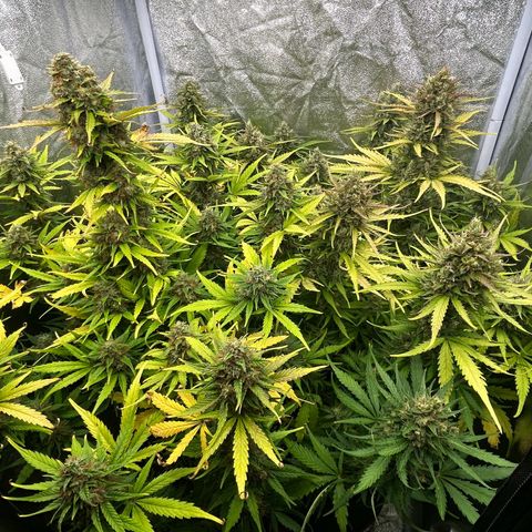 Northern Light Automatic growlog timeline photo