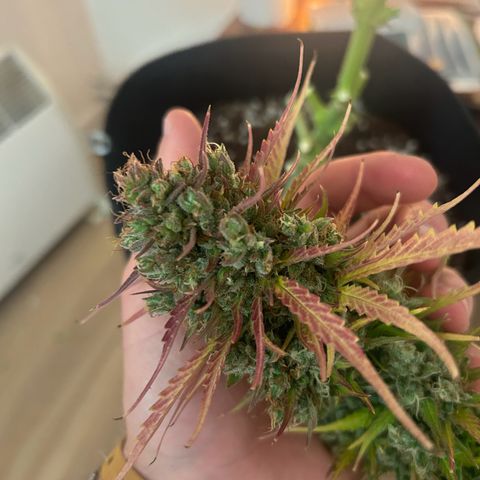 Northern Light Automatic growlog timeline photo