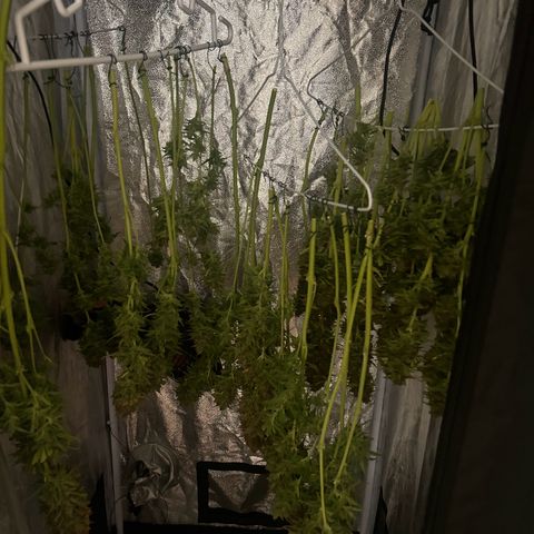 Northern Light Automatic growlog timeline photo