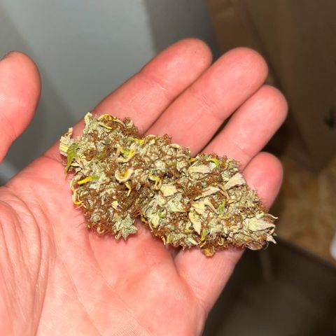 Northern Light Automatic growlog timeline photo
