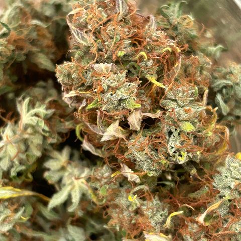 Northern Light Automatic growlog timeline photo