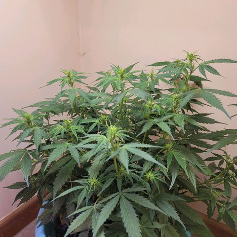 Sally growlog timeline photo