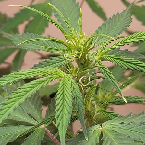 Sally growlog timeline photo