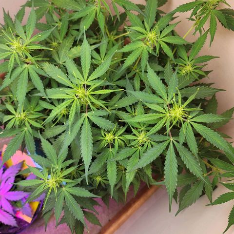 Sally growlog timeline photo