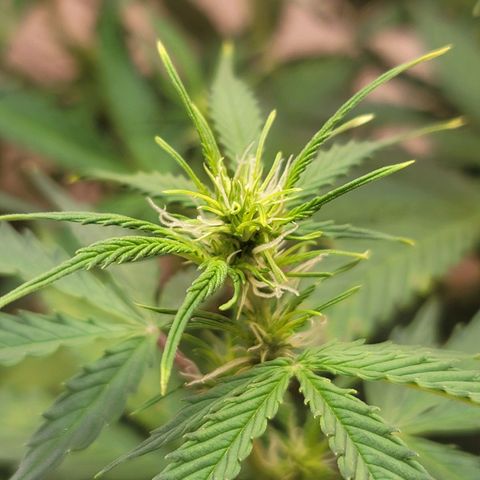 Sally growlog timeline photo