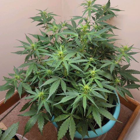 Sally growlog timeline photo