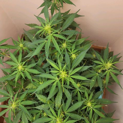 Sally growlog timeline photo