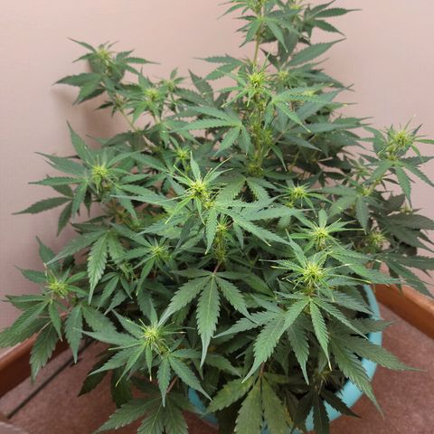 Sally growlog timeline photo