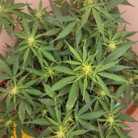 Sally growlog timeline photo