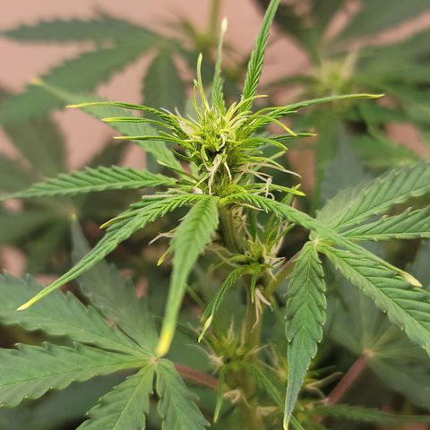 Sally growlog timeline photo