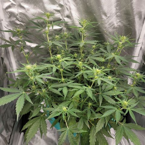 Sally growlog timeline photo