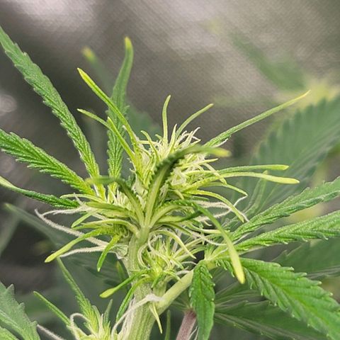 Sally growlog timeline photo