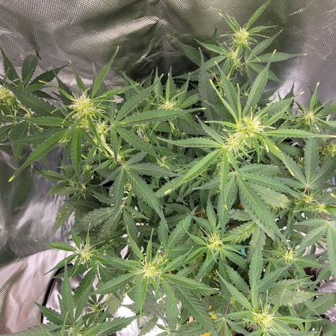 Sally growlog timeline photo