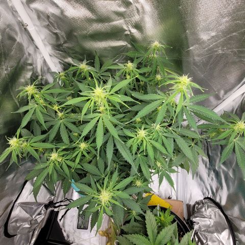 Sally growlog timeline photo