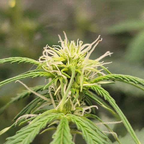Sally growlog timeline photo