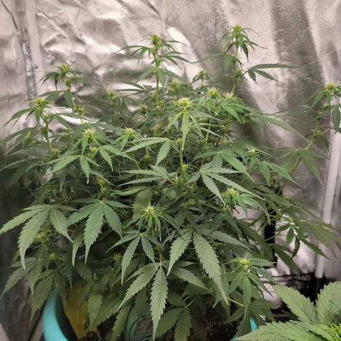 Sally growlog timeline photo