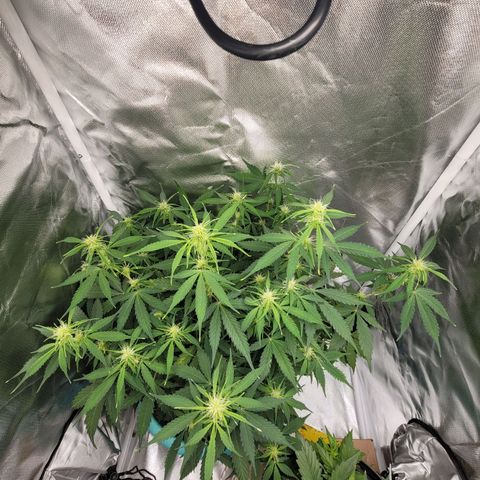 Sally growlog timeline photo