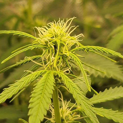 Sally growlog timeline photo