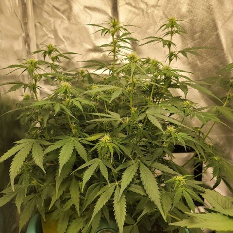 Sally growlog timeline photo