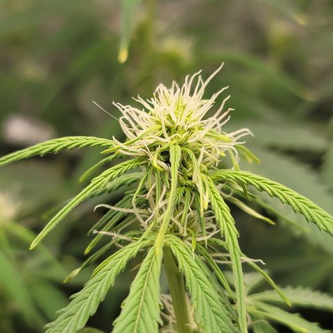 Sally growlog timeline photo