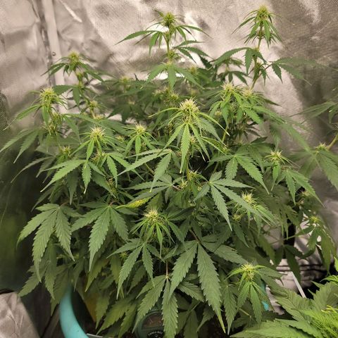 Sally growlog timeline photo