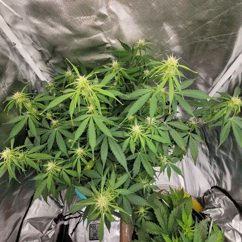 Sally growlog timeline photo