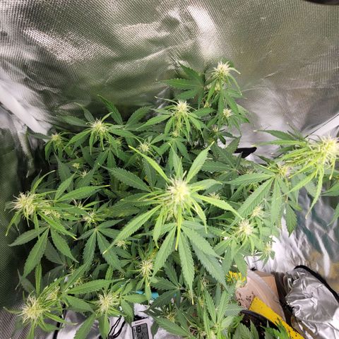 Sally growlog timeline photo