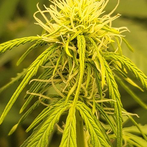 Sally growlog timeline photo