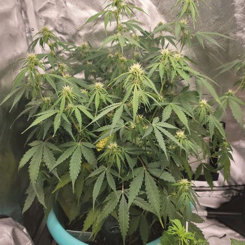 Sally growlog timeline photo