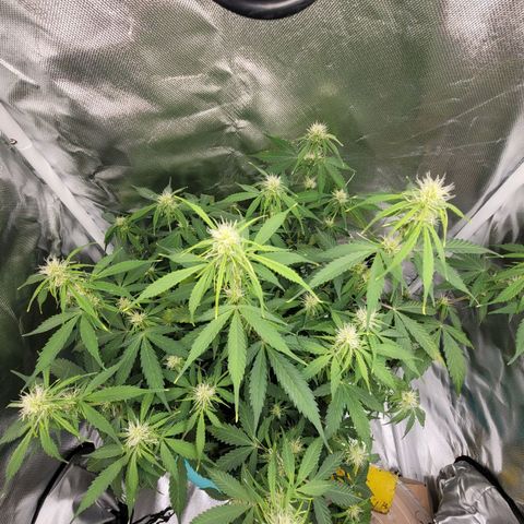 Sally growlog timeline photo