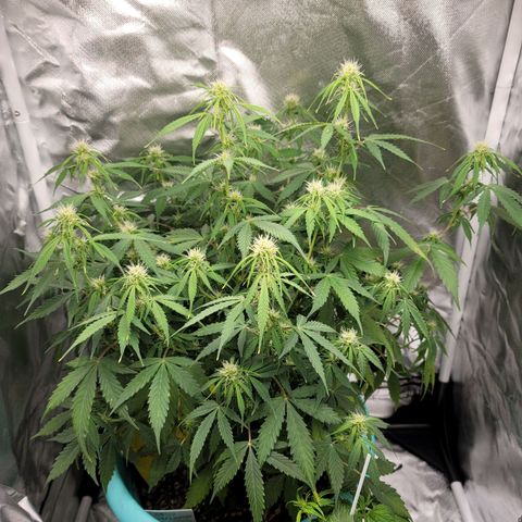 Sally growlog timeline photo