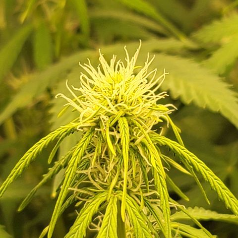 Sally growlog timeline photo