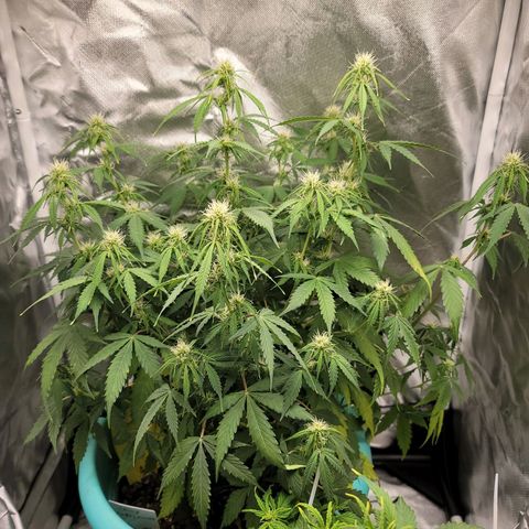 Sally growlog timeline photo