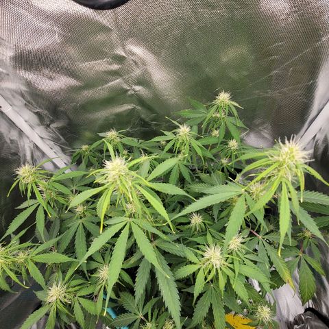 Sally growlog timeline photo
