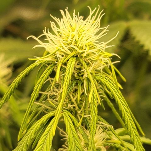 Sally growlog timeline photo