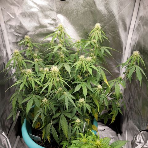 Sally growlog timeline photo