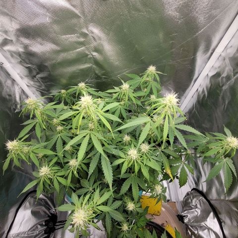 Sally growlog timeline photo