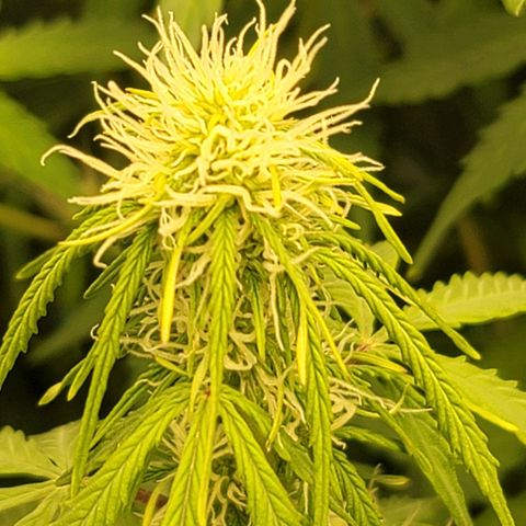 Sally growlog timeline photo